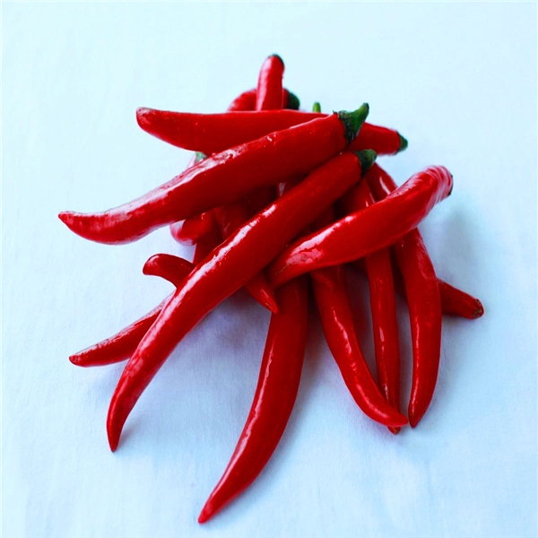 Dry Chili Chaotian Chili Red Pepper for Hot Pot Sichuan Restaurant Raw Material Spice & Herbs