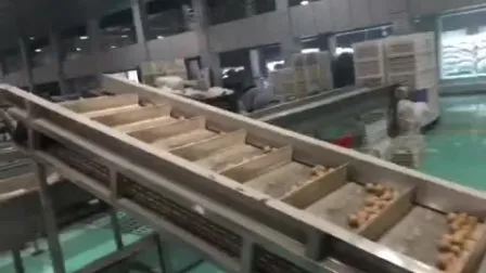 Chinesischer Walnusskernlieferant. Helle bernsteinfarbene Walnusshälften. Extra helle Walnusskernhälften